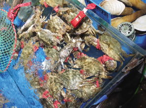 海鮮銷售進入旺季 記者調查其中 貓膩